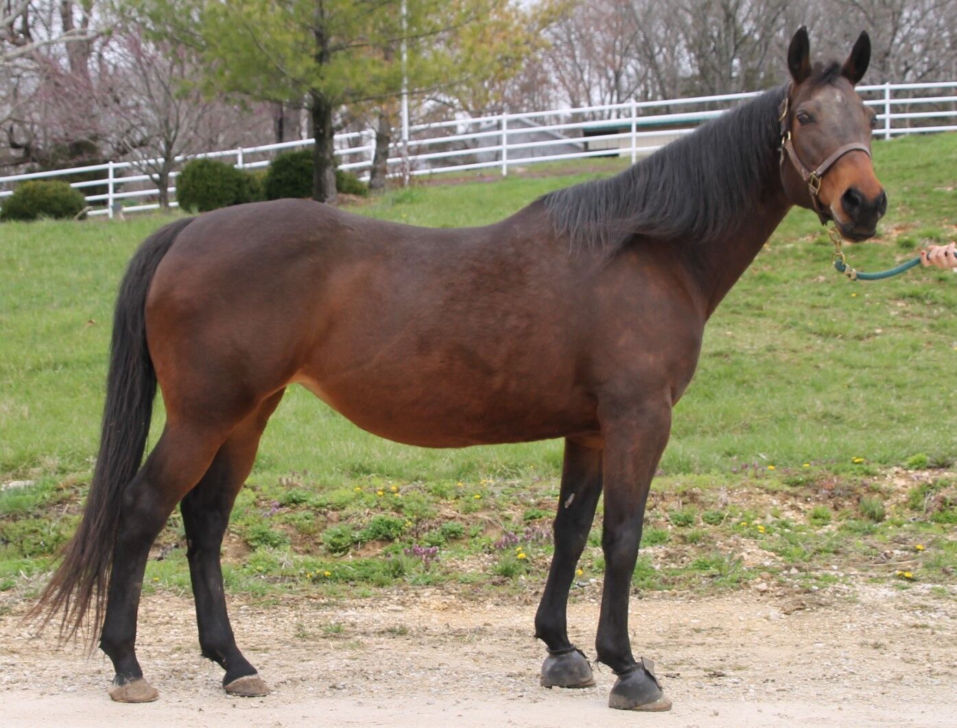 Last week's pet, still available: Margo